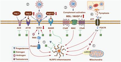 Sex-Related Overactivation of NLRP3 Inflammasome Increases Lethality of the Male COVID-19 Patients